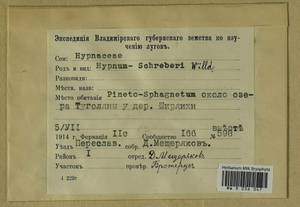 Pleurozium schreberi (Willd. ex Brid.) Mitt., Гербарий мохообразных, Мхи - Москва и Московская область (B6a) (Россия)