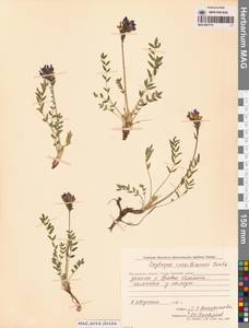 Остролодочник Васильченко Jurtzev, Сибирь, Чукотка и Камчатка (S7) (Россия)