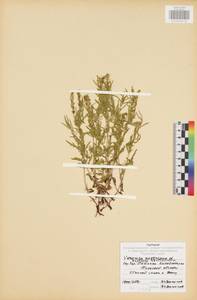 Вероника австрийская L., Восточная Европа, Центральный район (E4) (Россия)