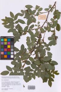 Шиповник майский Herrm., Восточная Европа, Московская область и Москва (E4a) (Россия)