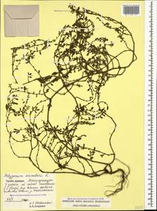 Спорыш птичий, Горец птичий L., Кавказ, Грузия (K4) (Грузия)