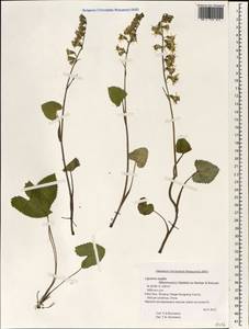 Ligularia sagitta (Maxim.) Mattf. ex Rehder & Kobuski, Зарубежная Азия (ASIA) (КНР)
