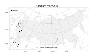 Cladium mariscus, Меч-трава обыкновенная (L.) Pohl, Атлас флоры России (FLORUS) (Россия)
