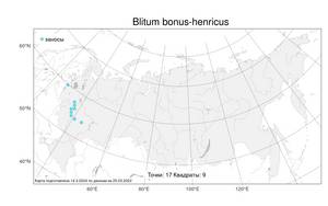 Blitum bonus-henricus, Блитум доброго Генриха (L.) Rchb., Атлас флоры России (FLORUS) (Россия)