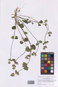 Яснотка стеблеобъемлющая L., Восточная Европа, Московская область и Москва (E4a) (Россия)