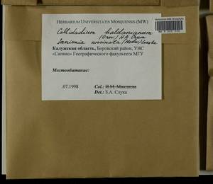 Callicladium haldaneanum (Grev.) H.A. Crum, Гербарий мохообразных, Мхи - Центральное Нечерноземье (B6) (Россия)