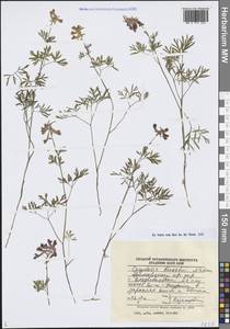 Хохлатка Буша Nakai, Сибирь, Дальний Восток (S6) (Россия)