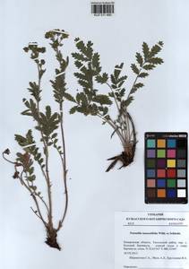 Лапчатка пижмолистная Willd. ex D. F. K. Schltdl., Сибирь, Алтай и Саяны (S2) (Россия)
