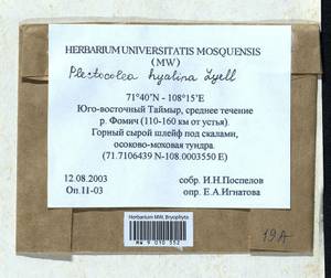 Solenostoma hyalinum (Lyell) Mitt., Гербарий мохообразных, Мхи - Красноярский край, Тыва и Хакасия (B17) (Россия)