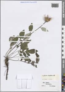 Псефеллюс подбеленный (Willd.) K.Koch, Кавказ, Ставропольский край, Карачаево-Черкесия, Кабардино-Балкария (K1b) (Россия)