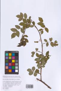 Шиповник почти-собачий (Christ) Dalla Torre & Sarnth., Восточная Европа, Московская область и Москва (E4a) (Россия)