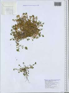 Stellaria apetala Bernardino, Кавказ, Черноморское побережье (от Новороссийска до Адлера) (K3) (Россия)
