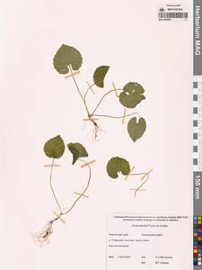 Фиалка Селькирка Pursh ex Goldie, Сибирь, Чукотка и Камчатка (S7) (Россия)