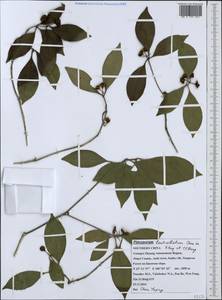 Pittosporum lenticellatum Chun ex H. Peng & Y.F.Deng, Зарубежная Азия (ASIA) (КНР)