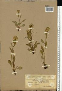 Solidago virgaurea subsp. minuta (L.) Arcang., Восточная Европа, Северный район (E1) (Россия)
