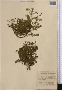 Лапчатка вильчатая (L.) Kurtto & T.Erikss., Средняя Азия и Казахстан, Северный и Центральный Казахстан (M10) (Казахстан)
