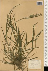 Poaceae, Зарубежная Азия (ASIA) (КНР)