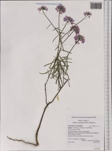 Iberis ciliata subsp. contracta (Pers.) Moreno, Западная Европа (EUR) (Испания)
