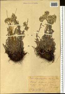 Leontopodium leontopodinum (DC.) Hand.-Mazz., Сибирь, Алтай и Саяны (S2) (Россия)