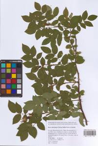 Шиповник почти-собачий (Christ) Dalla Torre & Sarnth., Восточная Европа, Московская область и Москва (E4a) (Россия)