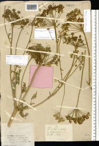 Жабрица порезниковая (L.) W. D. J. Koch, Сибирь, Западный (Казахстанский) Алтай (S2a) (Казахстан)