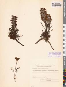 Мытник лисохвостый Steven ex Spreng., Сибирь, Чукотка и Камчатка (S7) (Россия)