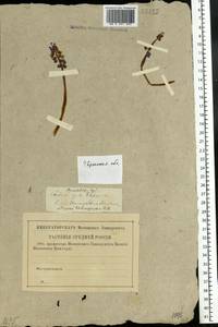 Мышиный гиацинт незамеченный Guss. ex Ten., Восточная Европа, Западный район (E3) (Россия)