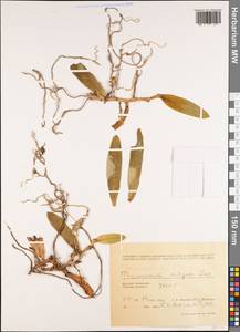 Thrixspermum centipeda Lour., Зарубежная Азия (ASIA) (Вьетнам)