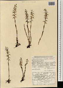 Ладьян трехнадрезанный Châtel., Монголия (MONG) (Монголия)