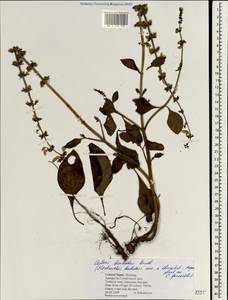 Plectranthus barbatus, Зарубежная Азия (ASIA) (Непал)