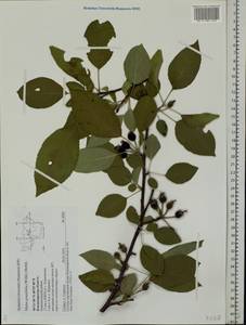 Яблоня сливолистная, Китайка (Willd.) Borkh., Восточная Европа, Центральный район (E4) (Россия)