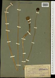 Allium dictyoprasum C.A.Mey. ex Kunth, Кавказ, Азербайджан (K6) (Азербайджан)