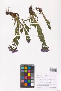 MHA 0 152 888, Pulmonaria × notha A. Kern., Восточная Европа, Центральный район (E4) (Россия)