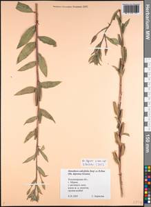 Oenothera villosa subsp. villosa, Восточная Европа, Центральный район (E4) (Россия)