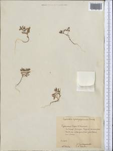 Euphorbia aserbajdzhanica Bordz., Средняя Азия и Казахстан, Копетдаг, Бадхыз, Малый и Большой Балхан (M1) (Туркмения)