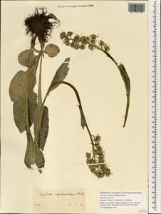 Ligularia virgaurea (Maxim.) Mattf. ex Rehder & Kobuski, Зарубежная Азия (ASIA) (КНР)