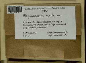 Plagiomnium medium (Bruch & Schimp.) T.J. Kop., Гербарий мохообразных, Мхи - Центральное Черноземье (B10) (Россия)