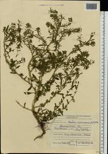 Bassia scoparia var. subvillosa (Moq.) Buttler, Восточная Европа, Северо-Западный район (E2) (Россия)