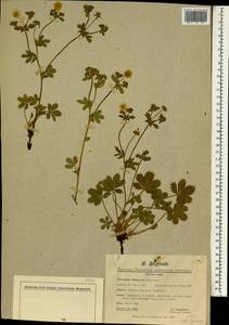 Potentilla crantzii subsp. crantzii, Зарубежная Азия (ASIA) (Турция)
