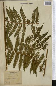 Cyathea caracasana (Kl.) Domin, Америка (AMER) (Колумбия)