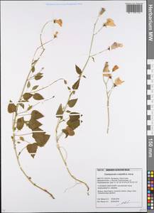 Campanula carpatica Jacq., Восточная Европа, Белоруссия (E3a) (Белоруссия)