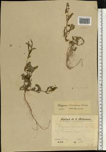 Горец развесистый, Горец щавелелистный (L.) Gray, Восточная Европа, Центральный лесной район (E5) (Россия)