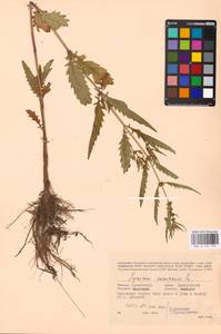 MHA 0 157 791, Зюзник европейский L., Восточная Европа, Западный район (E3) (Россия)