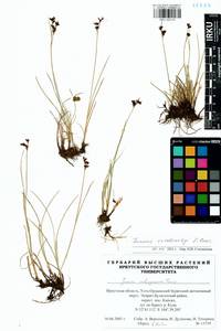 Juncus persicus subsp. libanoticus (Thiébaut) Novikov & Snogerup, Сибирь, Прибайкалье и Забайкалье (S4) (Россия)