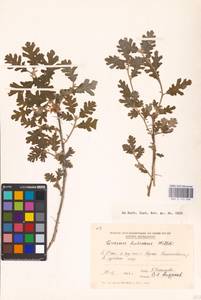 Дуб пушистый Willd. , nom. cons., Восточная Европа, Молдавия (E13a) (Молдавия)