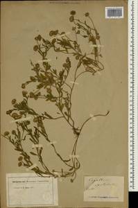 Amellus alternifolius subsp. alternifolius, Зарубежная Азия (ASIA) (Неизвестно)