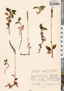 Гудайера ползучая (L.) R.Br., Сибирь, Дальний Восток (S6) (Россия)