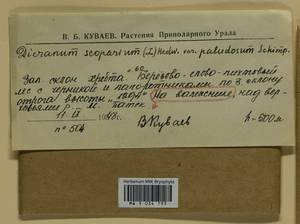 Dicranum scoparium Hedw., Гербарий мохообразных, Мхи - Западная Сибирь (включая Алтай) (B15) (Россия)