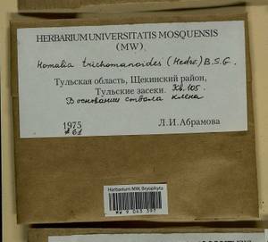 Homalia trichomanoides (Hedw.) Brid., Гербарий мохообразных, Мхи - Центральное Нечерноземье (B6) (Россия)