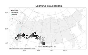 Leonurus glaucescens, Пустырник сизоватый Bunge, Атлас флоры России (FLORUS) (Россия)